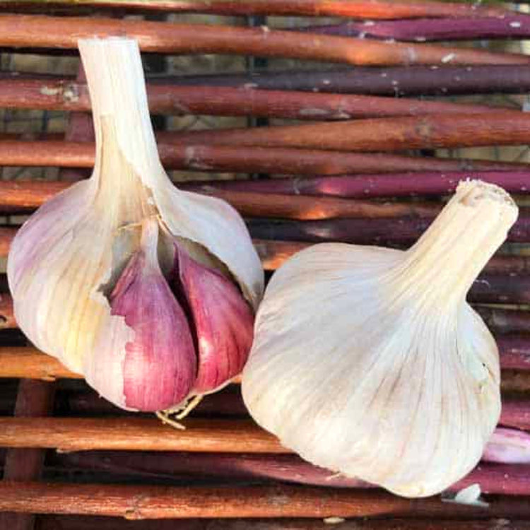 Creole Garlic Seeds - Vegetable Plant