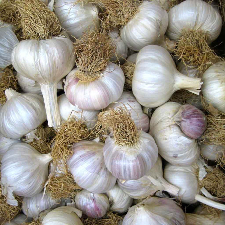 Creole Garlic Seeds - Vegetable Plant