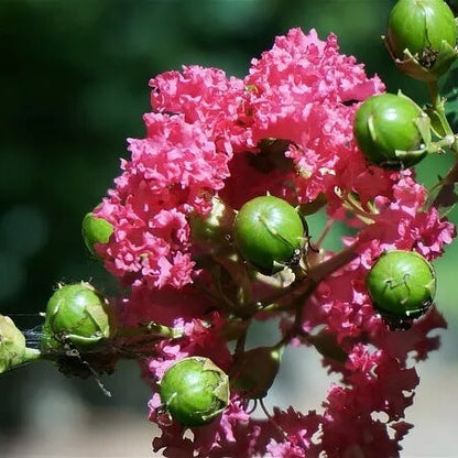 Crepe Myrtle Seeds 