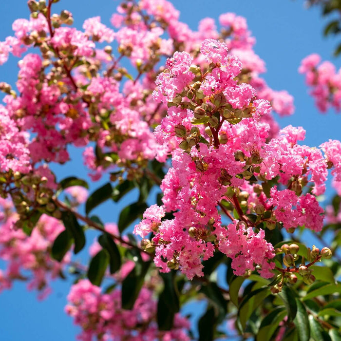 Crepe Myrtle Seeds 