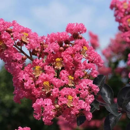 Crepe Myrtle Seeds 