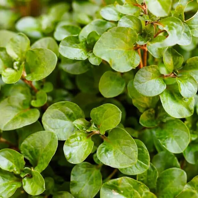 Cress Seeds