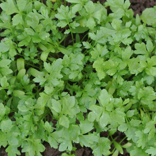 Cress Seeds