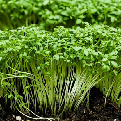 Cress Seeds