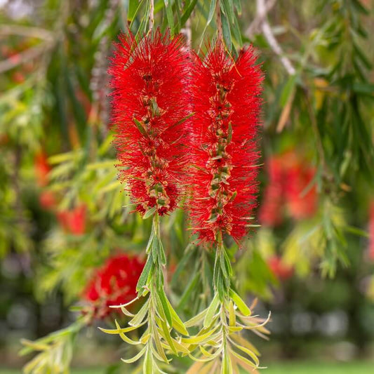 Crimson Callistemon Citrinus seeds
