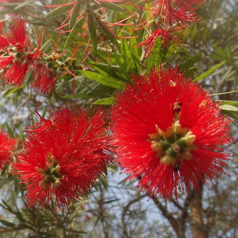 Crimson Callistemon Citrinus seeds