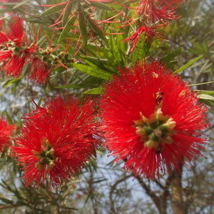 Crimson Callistemon Citrinus seeds