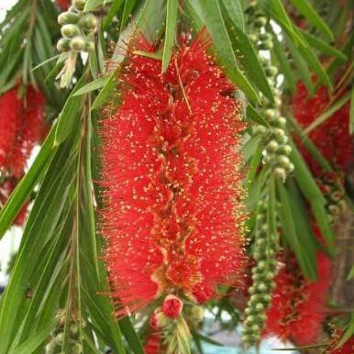 Crimson Callistemon Citrinus seeds