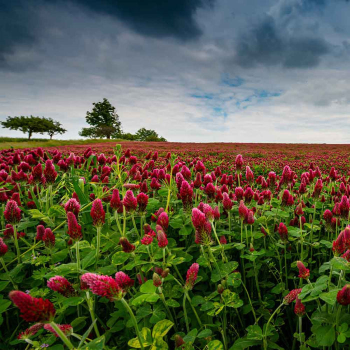 Crimson Clover Seeds - Herbal Plant