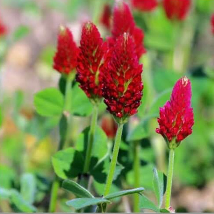 Crimson Clover Seeds - Herbal Plant