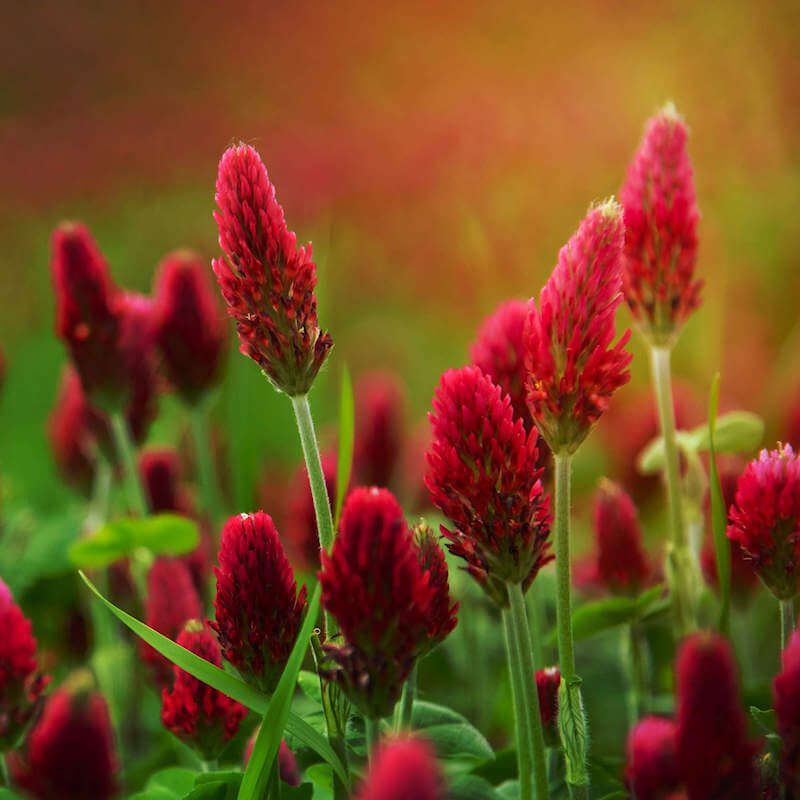 Crimson Clover Seeds - Herbal Plant