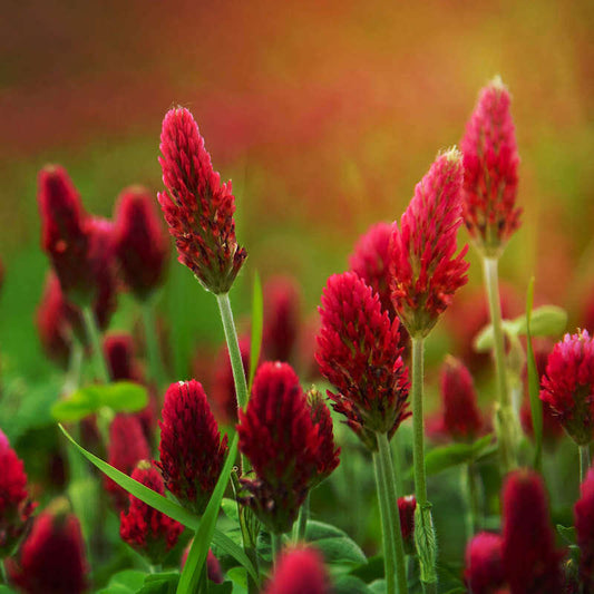 Crimson Clover Seeds - Herbal Plant