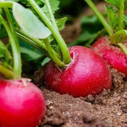 Crimson Giant Radish Seeds 