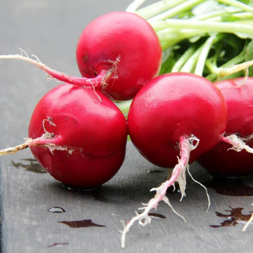 Crimson Giant Radish Seeds 