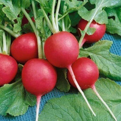 Crimson Giant Radish Seeds 