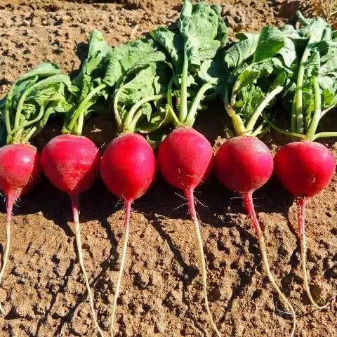 Crimson Giant Radish Seeds 