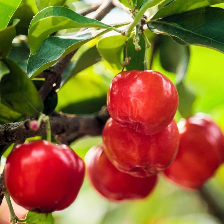 Crimson Red Acerola Seeds - Fruit Plant Seeds for Home Gardens