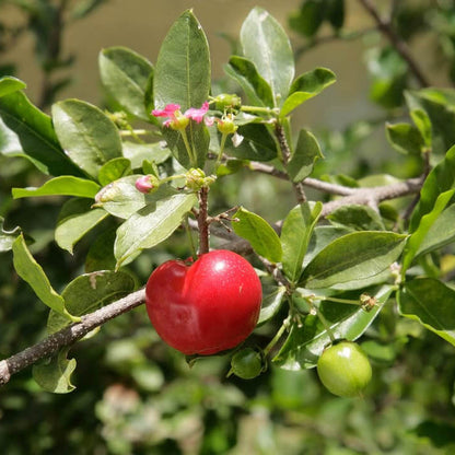 Crimson Red Acerola Seeds - Fruit Plant Seeds for Home Gardens