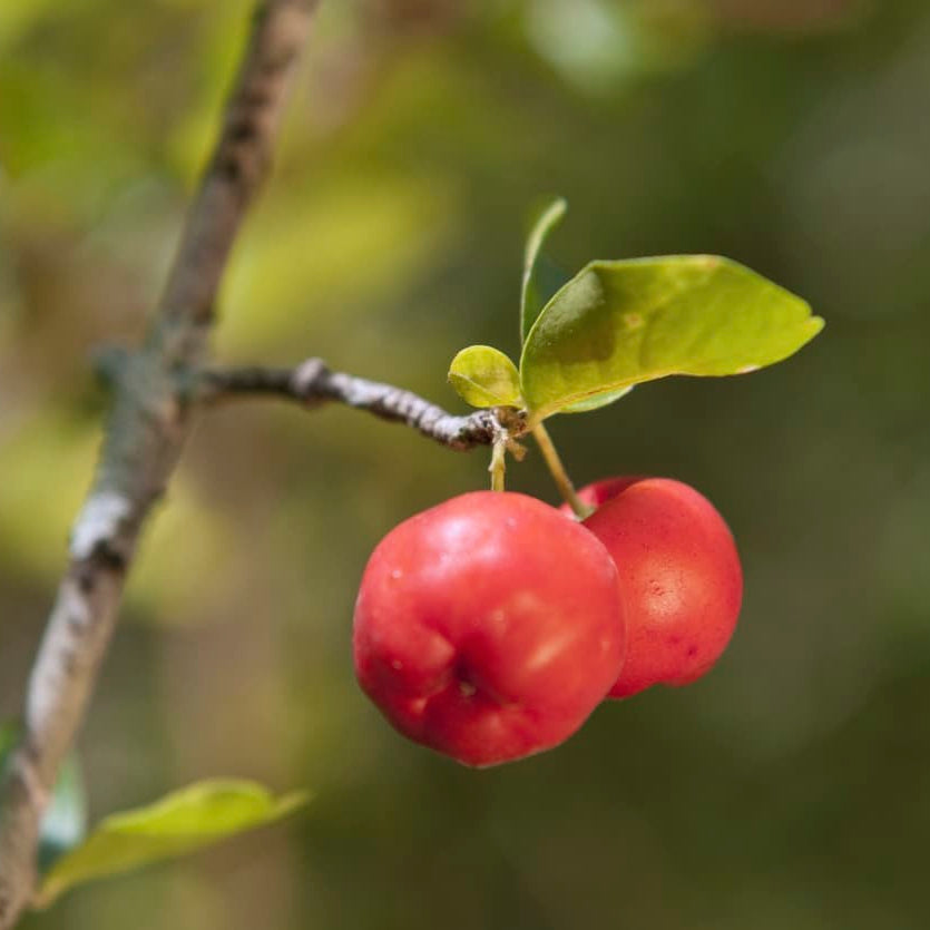 Crimson Red Acerola Seeds - Fruit Plant Seeds for Home Gardens