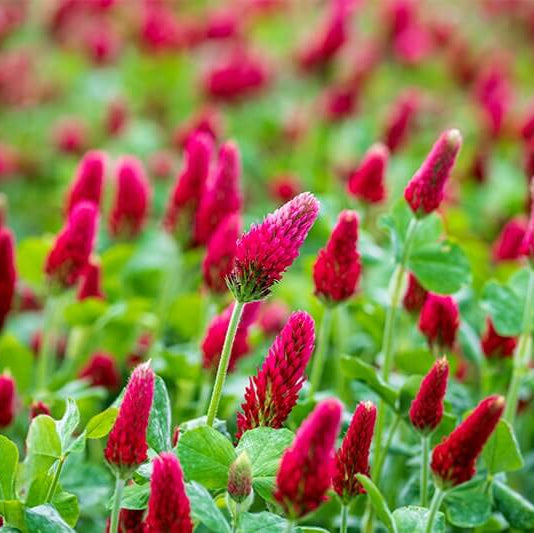 Crimson Red Clover Seeds - Flower Plant