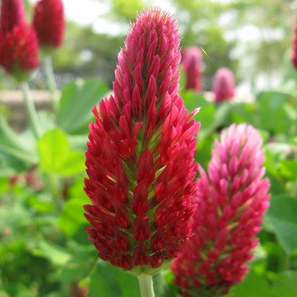 Crimson Red Clover Seeds - Flower Plant