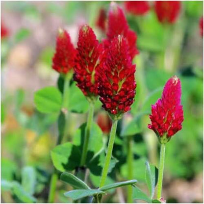 Crimson Red Clover Seeds - Flower Plant