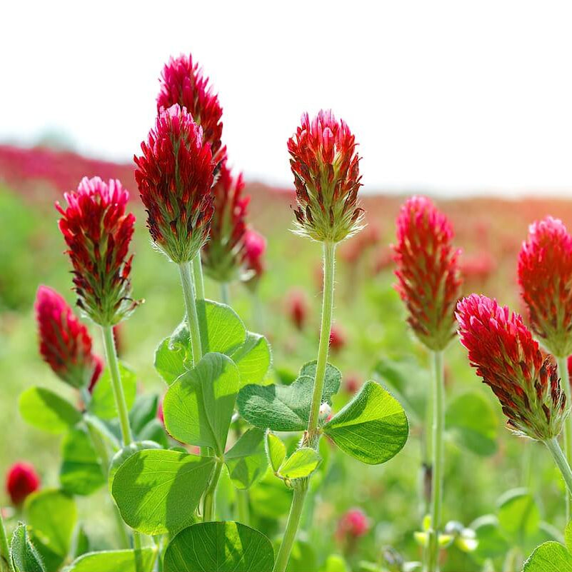 Crimson Red Clover Seeds - Flower Plant