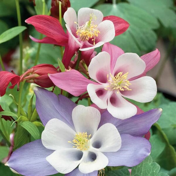 Crimson Star McKana’s Giant Columbine Seeds