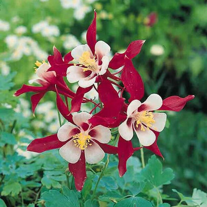 Crimson Star McKana’s Giant Columbine Seeds