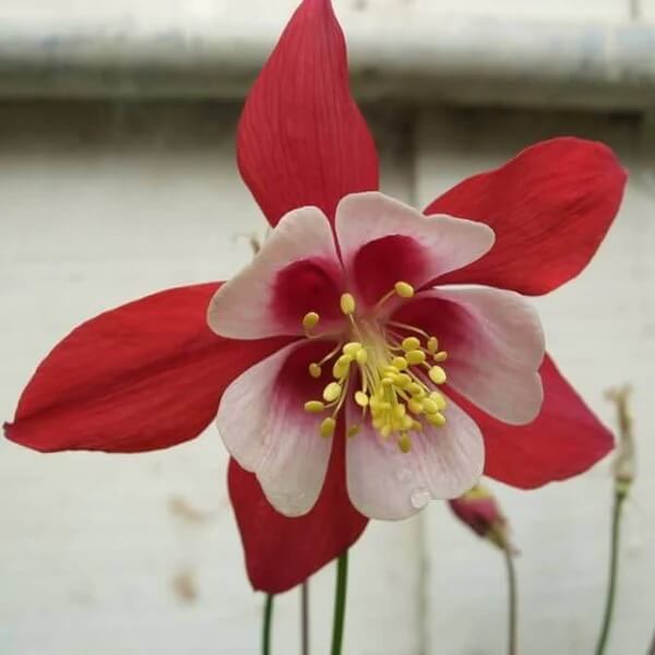 Crimson Star McKana’s Giant Columbine Seeds