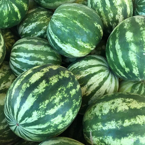 Crimson Sweet Watermelon Seeds - Fruit Plant