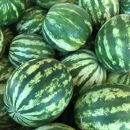 Crimson Sweet Watermelon Seeds - Fruit Plant