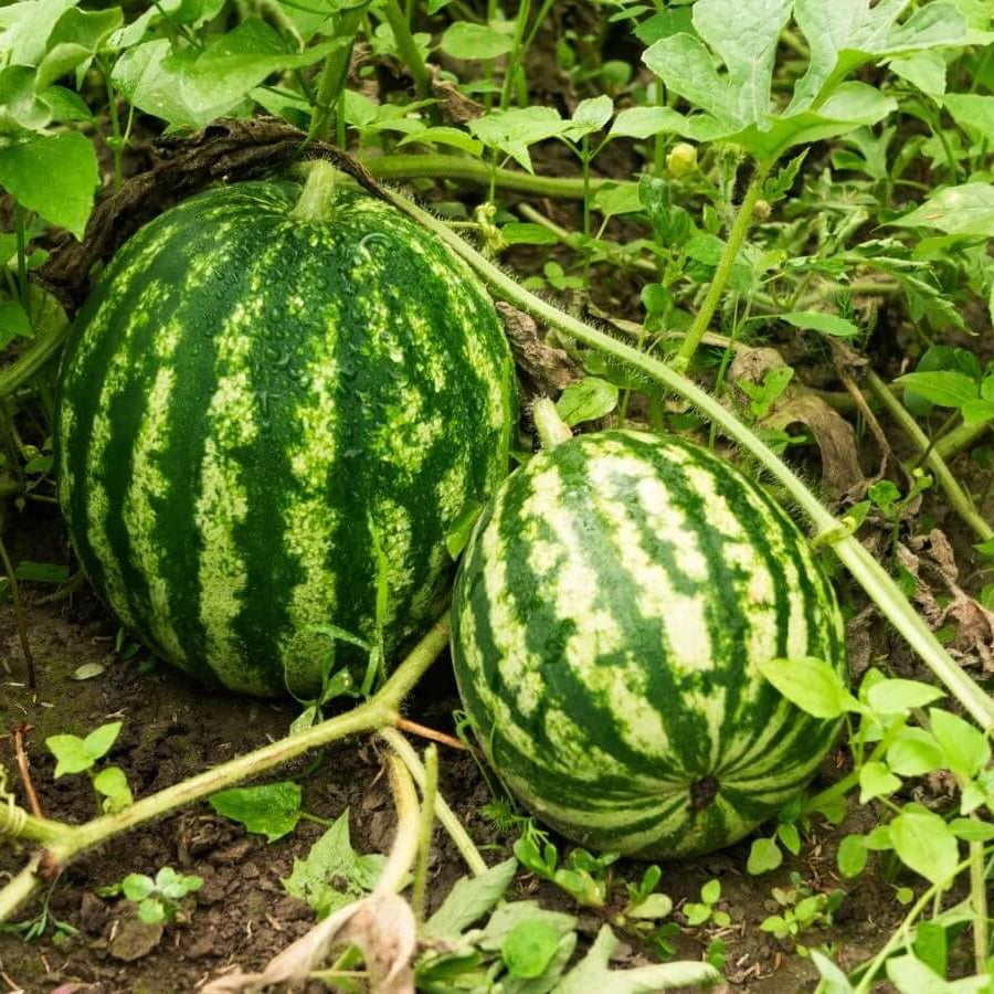 Crimson Sweet Watermelon Seeds 