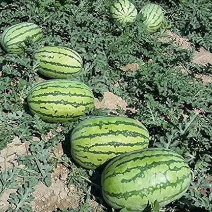 Crimson Sweet Watermelon Seeds 