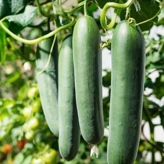 Crisp Salad Cucumber Seeds - Vegetable Plant