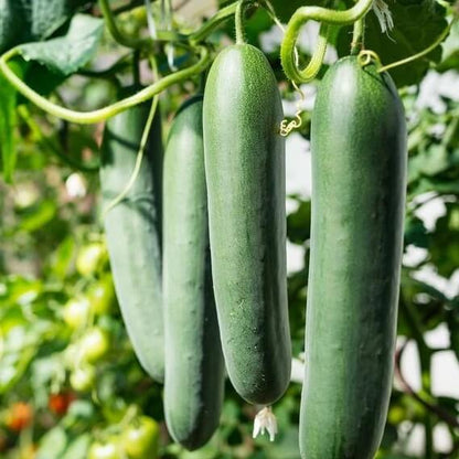 Crisp Salad Cucumber Seeds - Vegetable Plant
