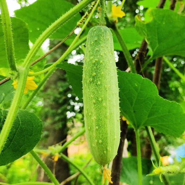 Crisp Salad Cucumber Seeds - Vegetable Plant