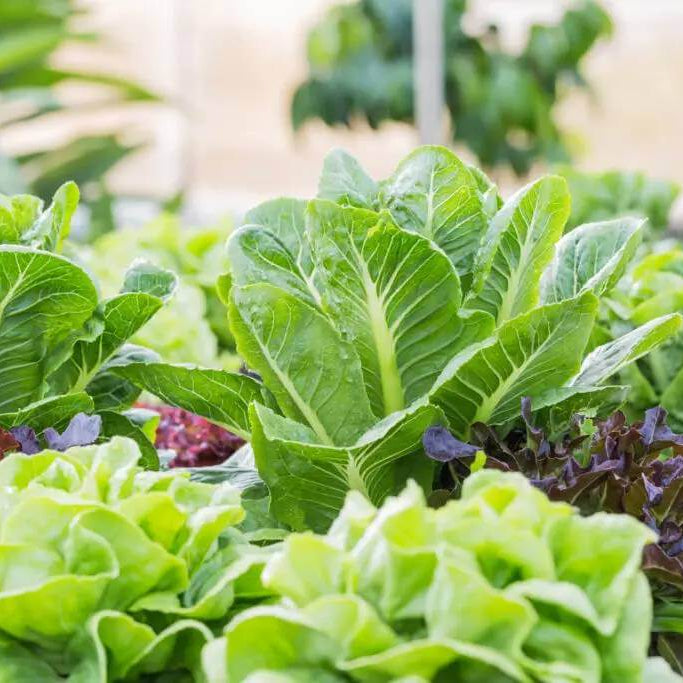 Crispino Lettuce Seeds - Heirloom Vegetable Plant for Home Gardens