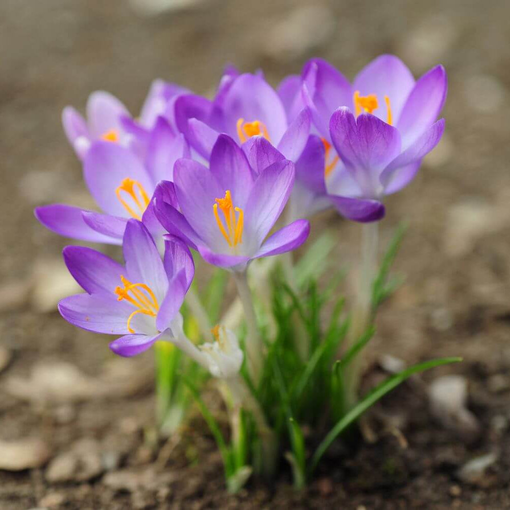 Crocus Flower Seeds - Heirloom Flower Plant for Home Gardens