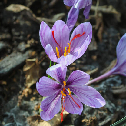 Crocus Flower Seeds - Heirloom Flower Plant for Home Gardens