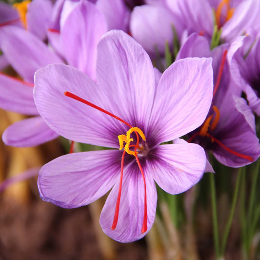 Crocus Sativus Saffron Seeds
