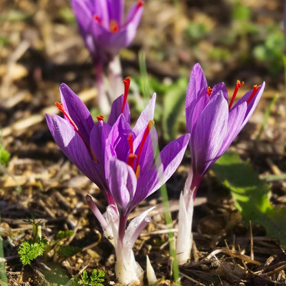 Crocus Sativus Saffron Seeds