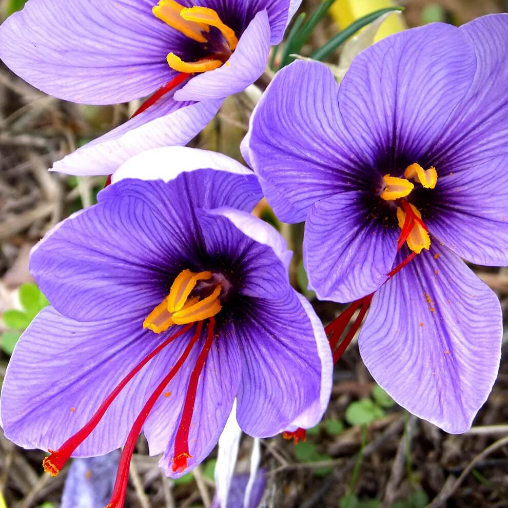 Crocus Sativus Saffron Seeds