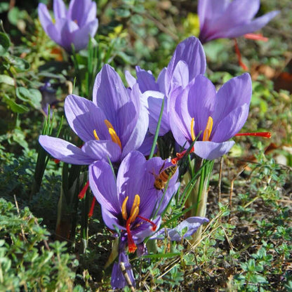 Crocus Sativus Saffron Seeds