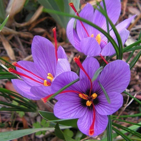 Crocus Sativus Seeds