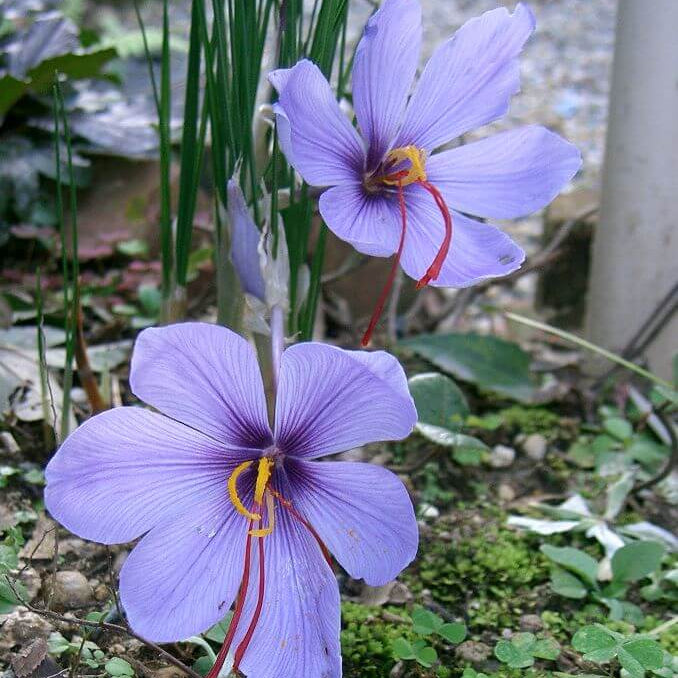 Crocus Sativus Seeds