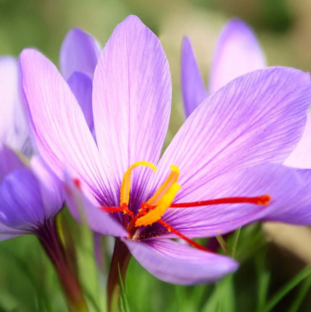 Crocus Sativus Seeds