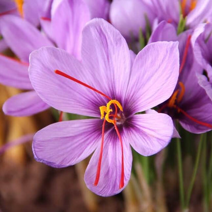 Crocus Sativus Seeds