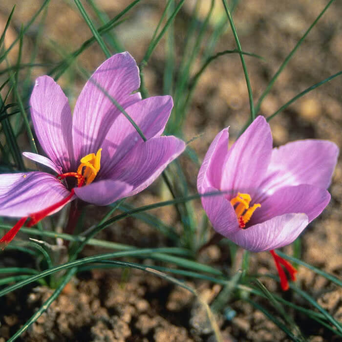Crocus Sativus Seeds  - Herbal Plant