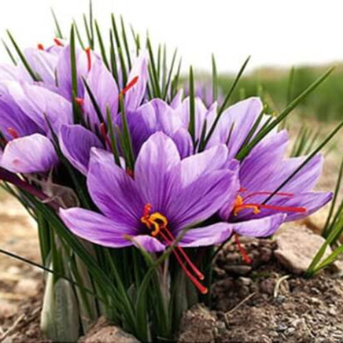 Crocus Sativus Seeds  - Herbal Plant